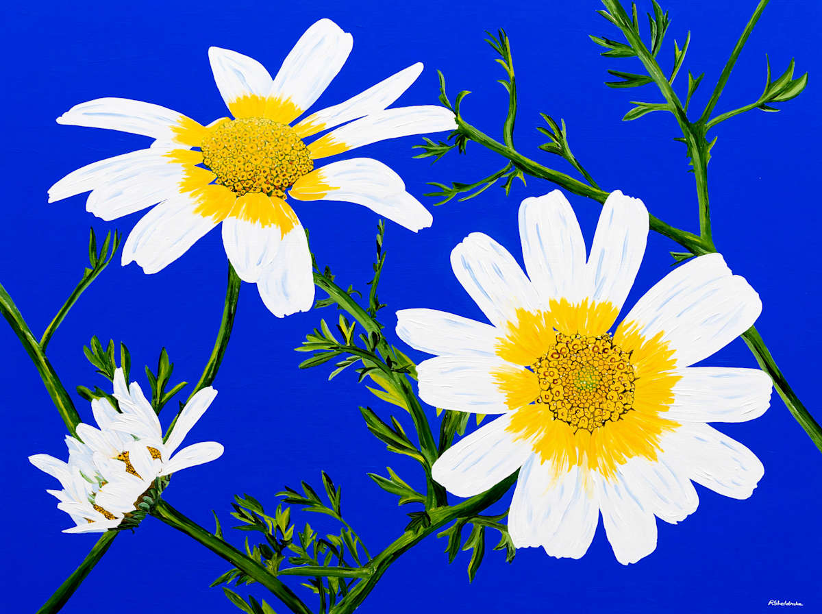 Daisy Delight by Alyson Sheldrake, Image 1.