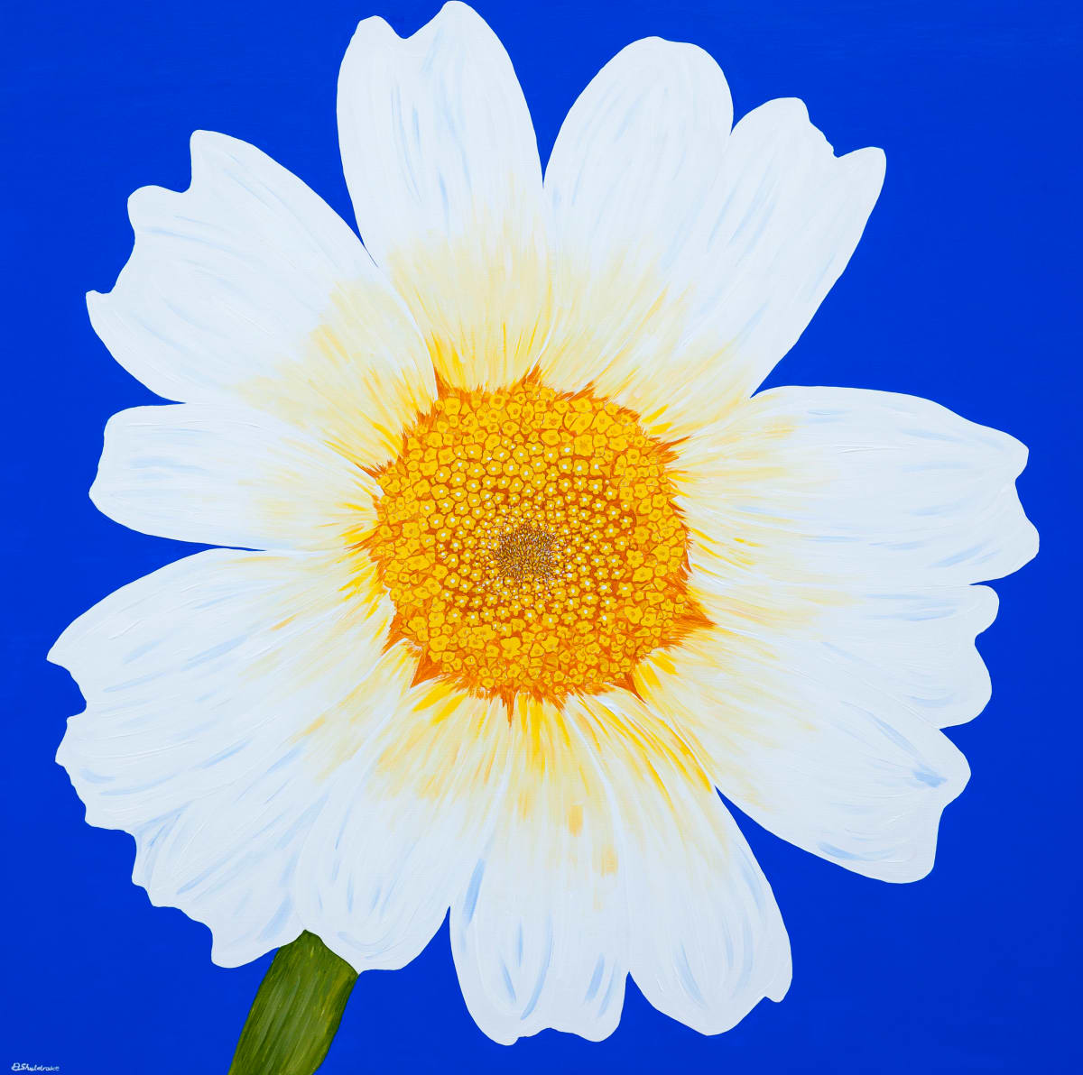 Daisy May by Alyson Sheldrake, Image 1.
