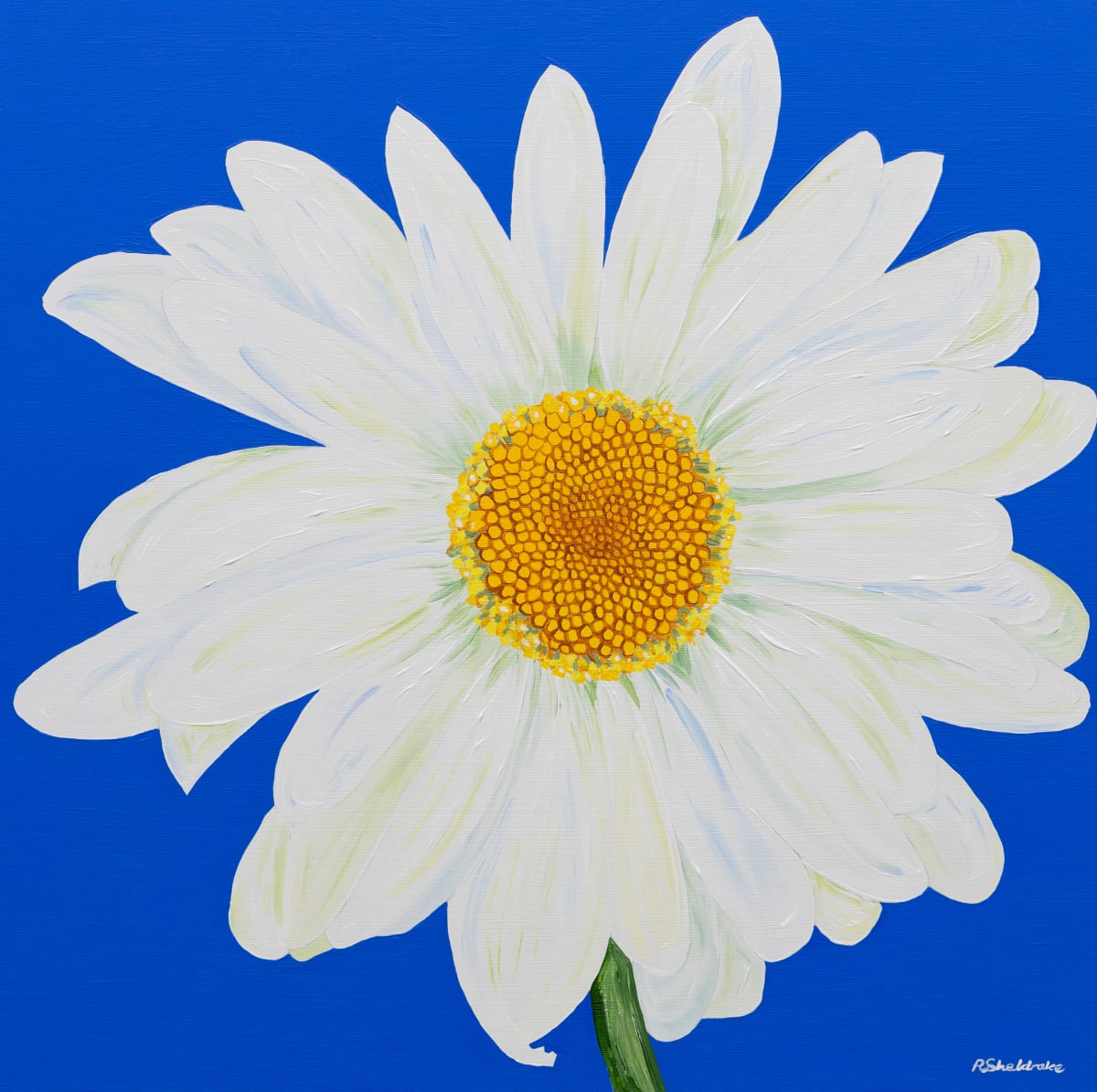 Margarida by Alyson Sheldrake 