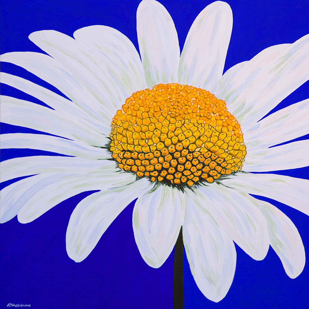 Summer Bellis by Alyson Sheldrake, Image 1.