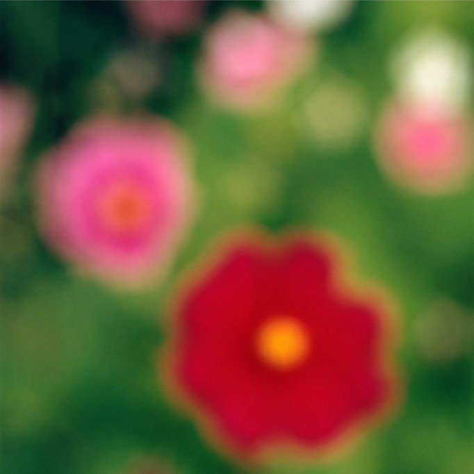 Flora in Situ #7, 2018 by John Huggins, Image 1.
