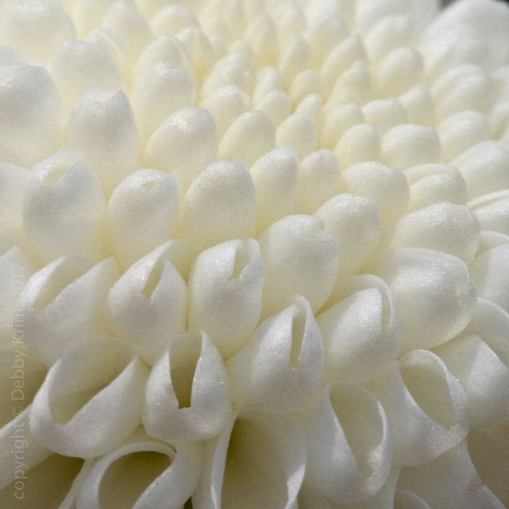 Fibronacci Spiral by Debby Krim 