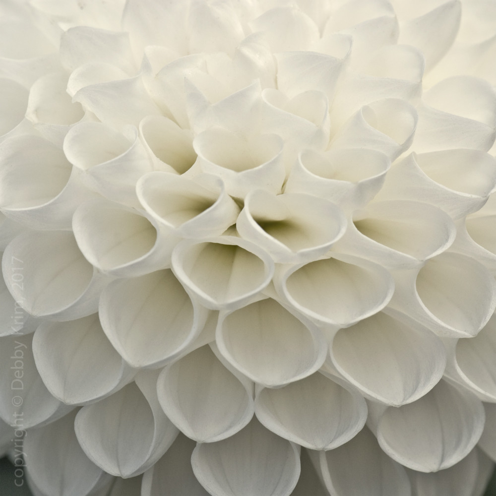 White Chambers by Debby Krim 