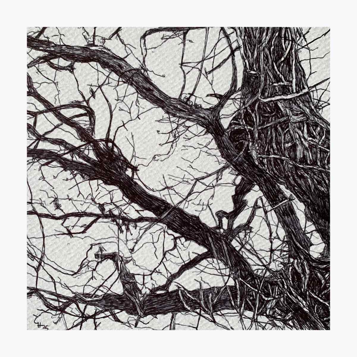 Bare and Black 1 by Gail Hoban, Image 1.