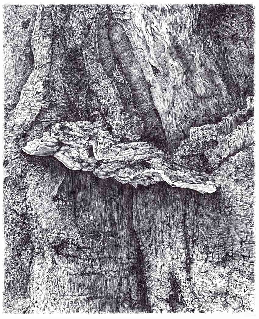 Bracket Fungus Suspended in Epping by Gail Hoban, Image 1.