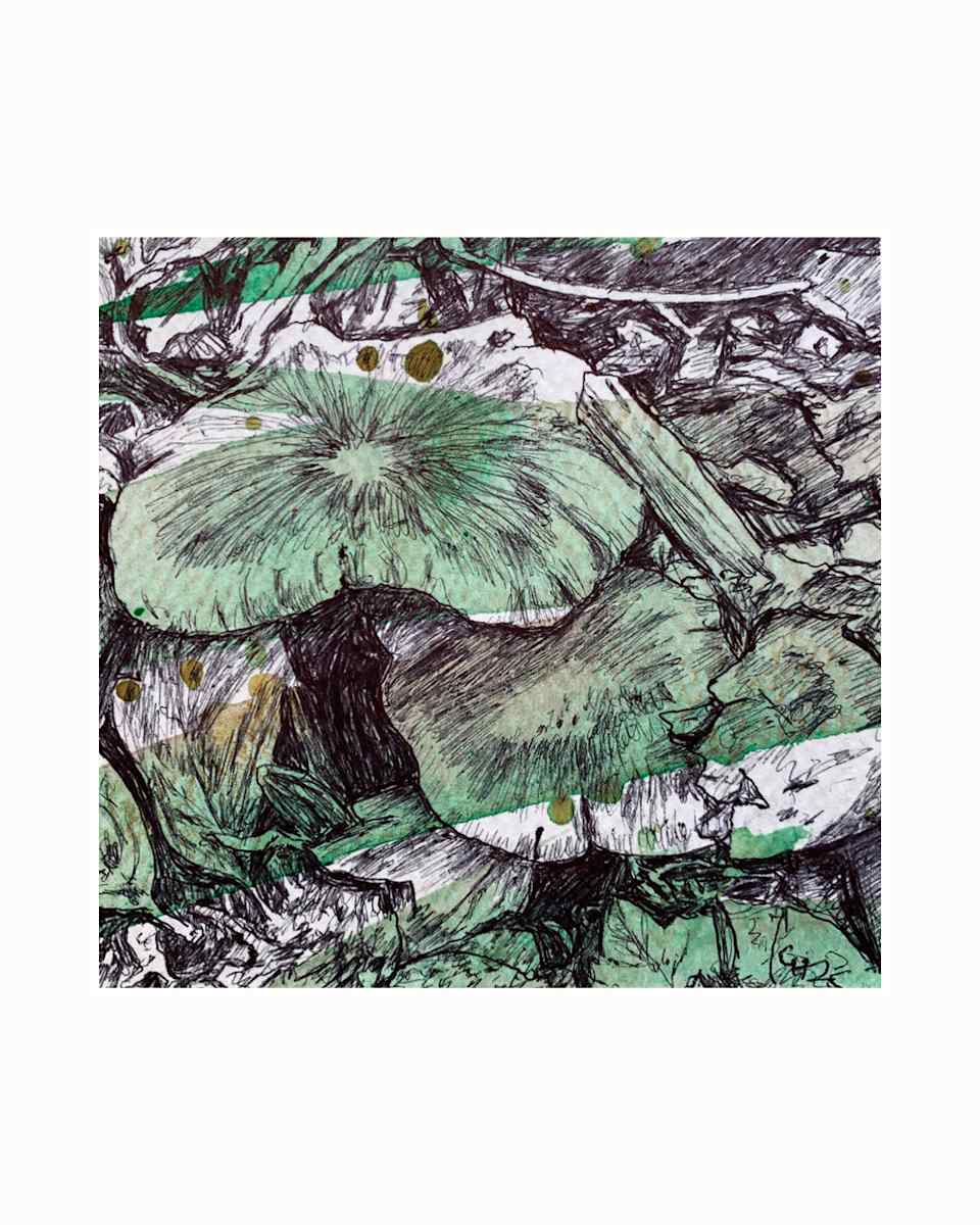 Wood Blewit 1 by Gail Hoban, Image 6.
