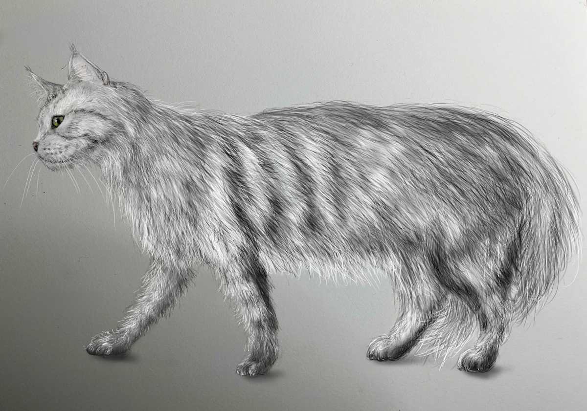 Cat with fur by Shana Katzman, Image 1.