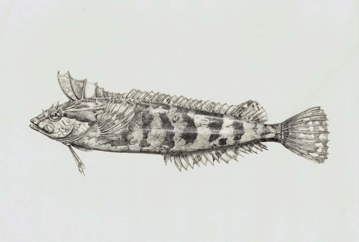 Striped kelpfish by Shana Katzman, Image 1.
