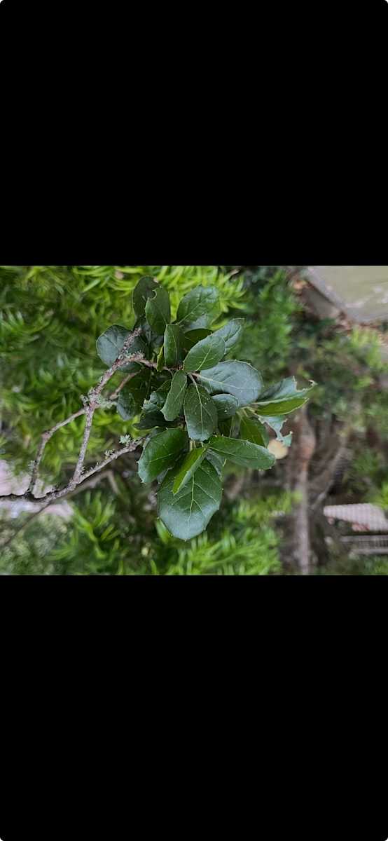 coastal live oak sample by Shana Katzman, Image 1.