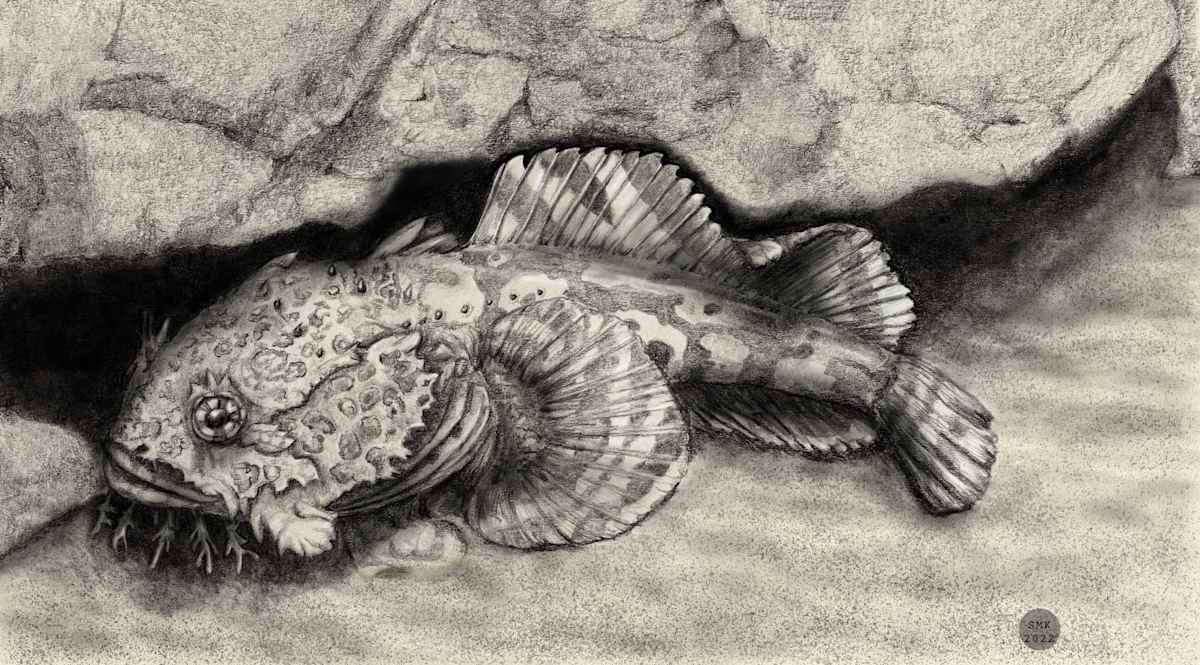 Toadfish in a cave by Shana Katzman, Image 1.