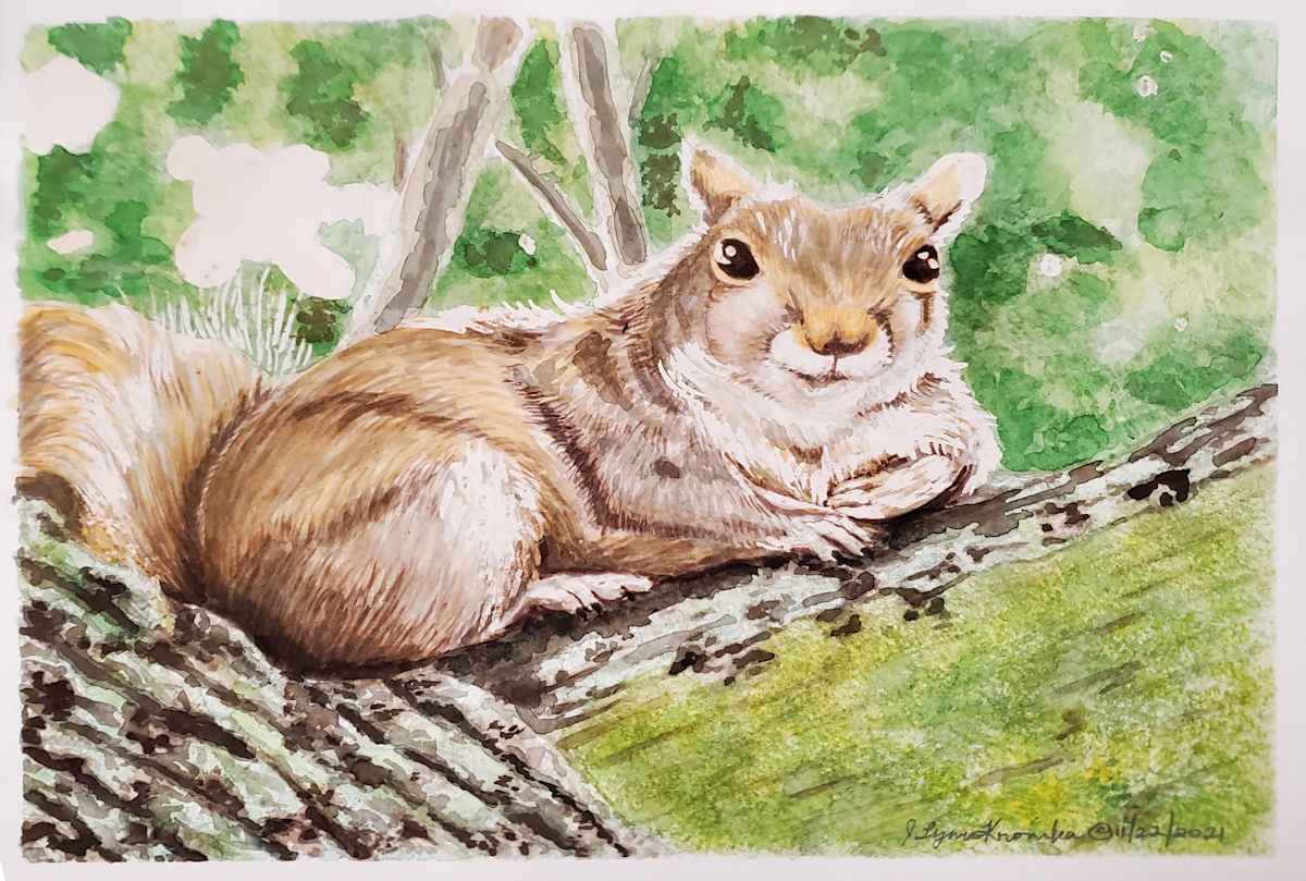 Friendly Squirrel by Jessica Kronika, Image 12.