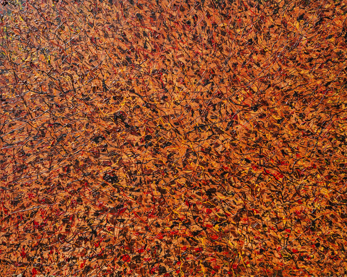 Leaves and Branches by James de Villiers 