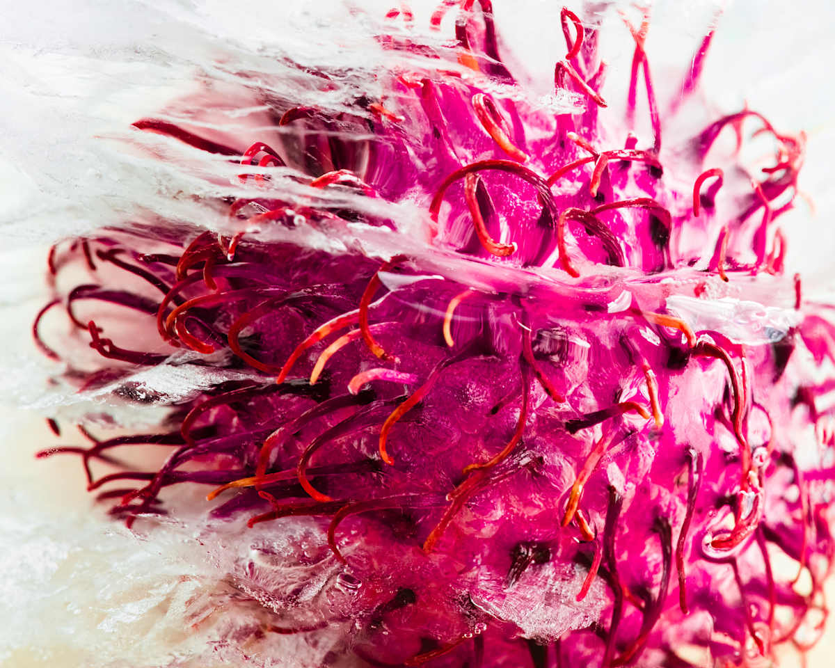 Iced Rambutan by Cheryl Aden, Image 1.