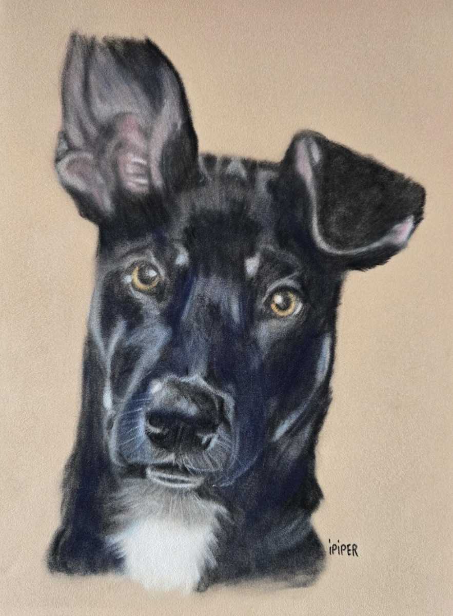 Piper by irene Piper 