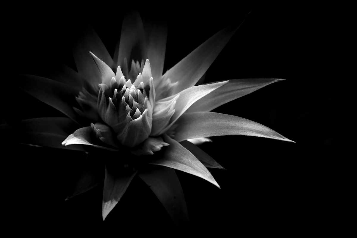 Black Liquid by Hugh Walker, Image 1.