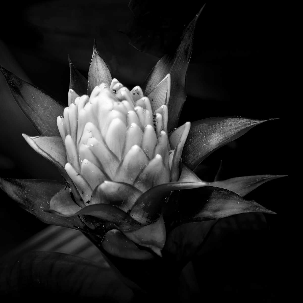 Caught In Light by Hugh Walker, Image 1.