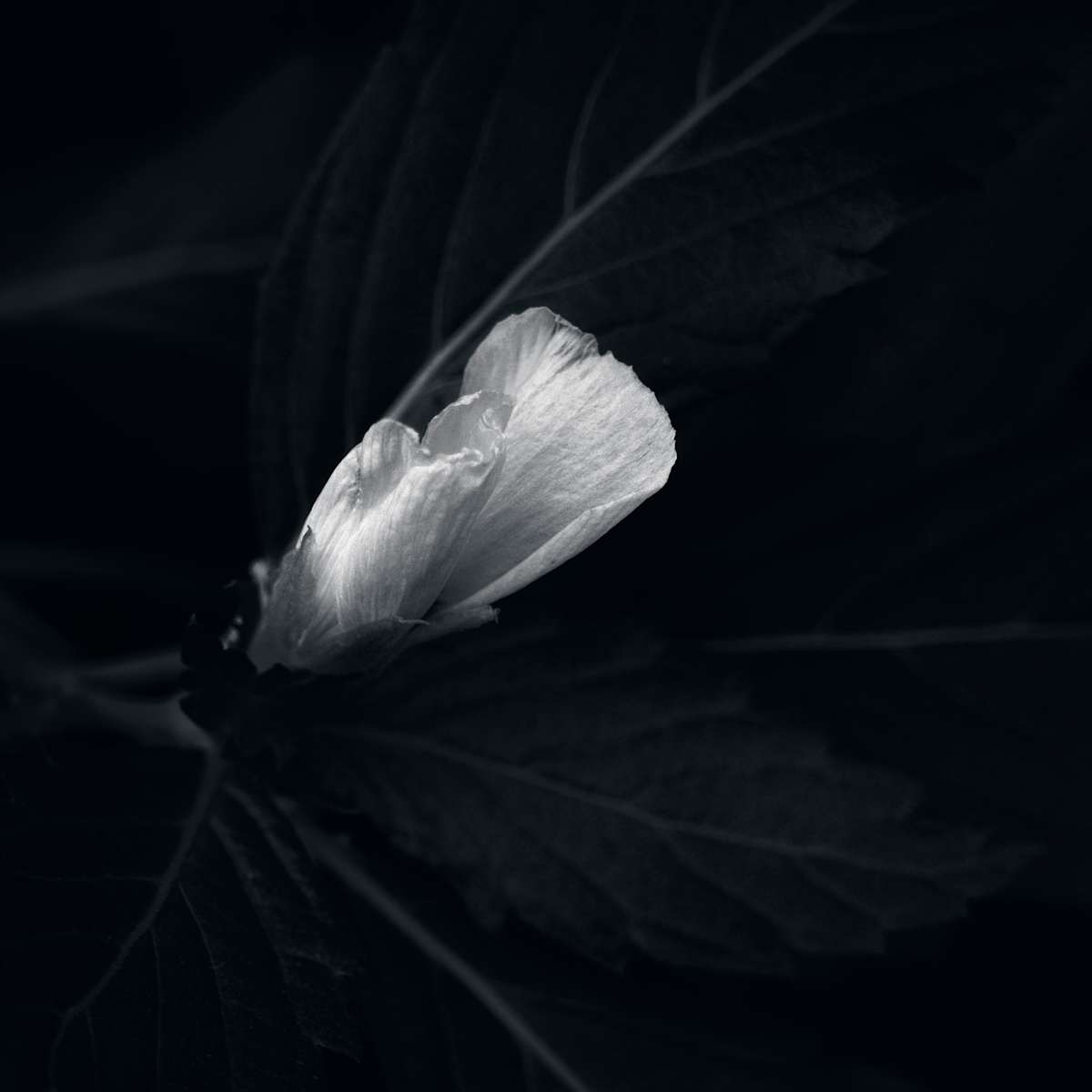 Flat Line by Hugh Walker, Image 1.
