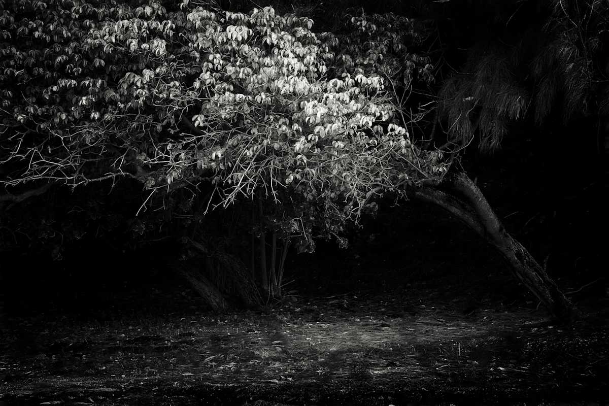 Tree With The Silver Light by Hugh Walker, Image 1.