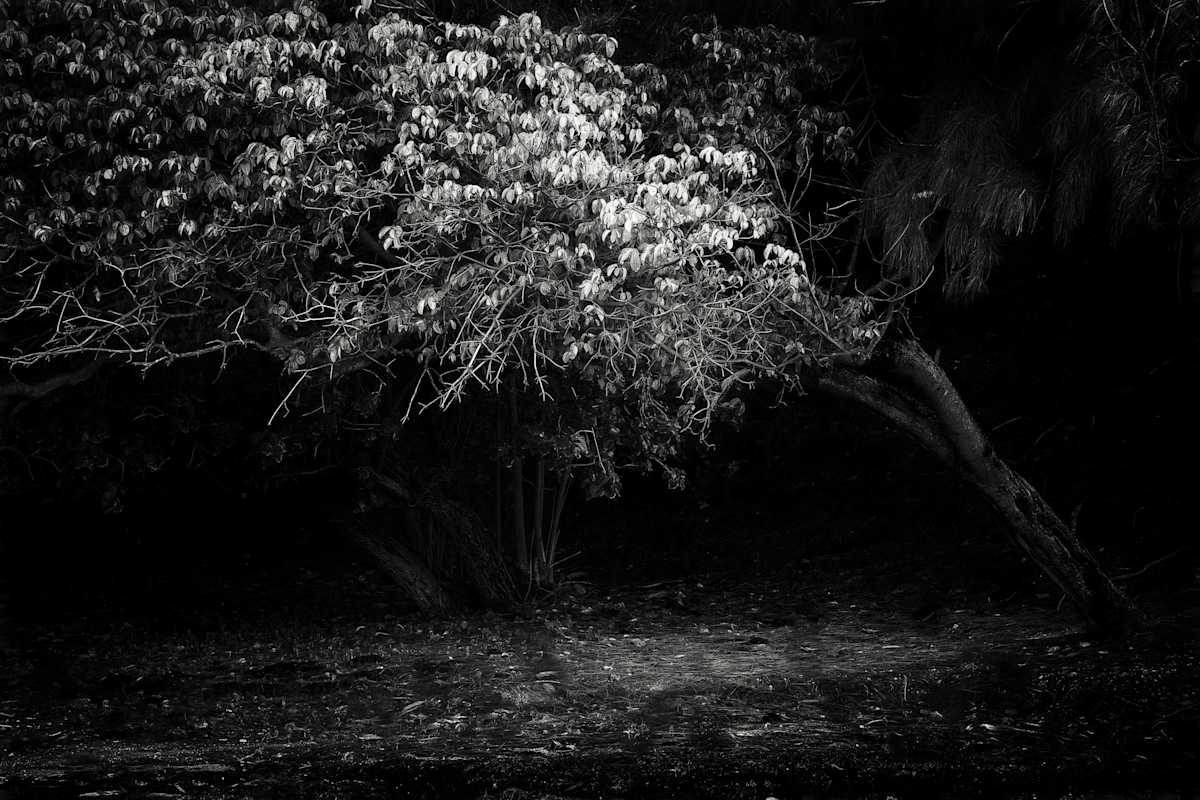 Tree With The Silver Light by Hugh Walker, Image 1.