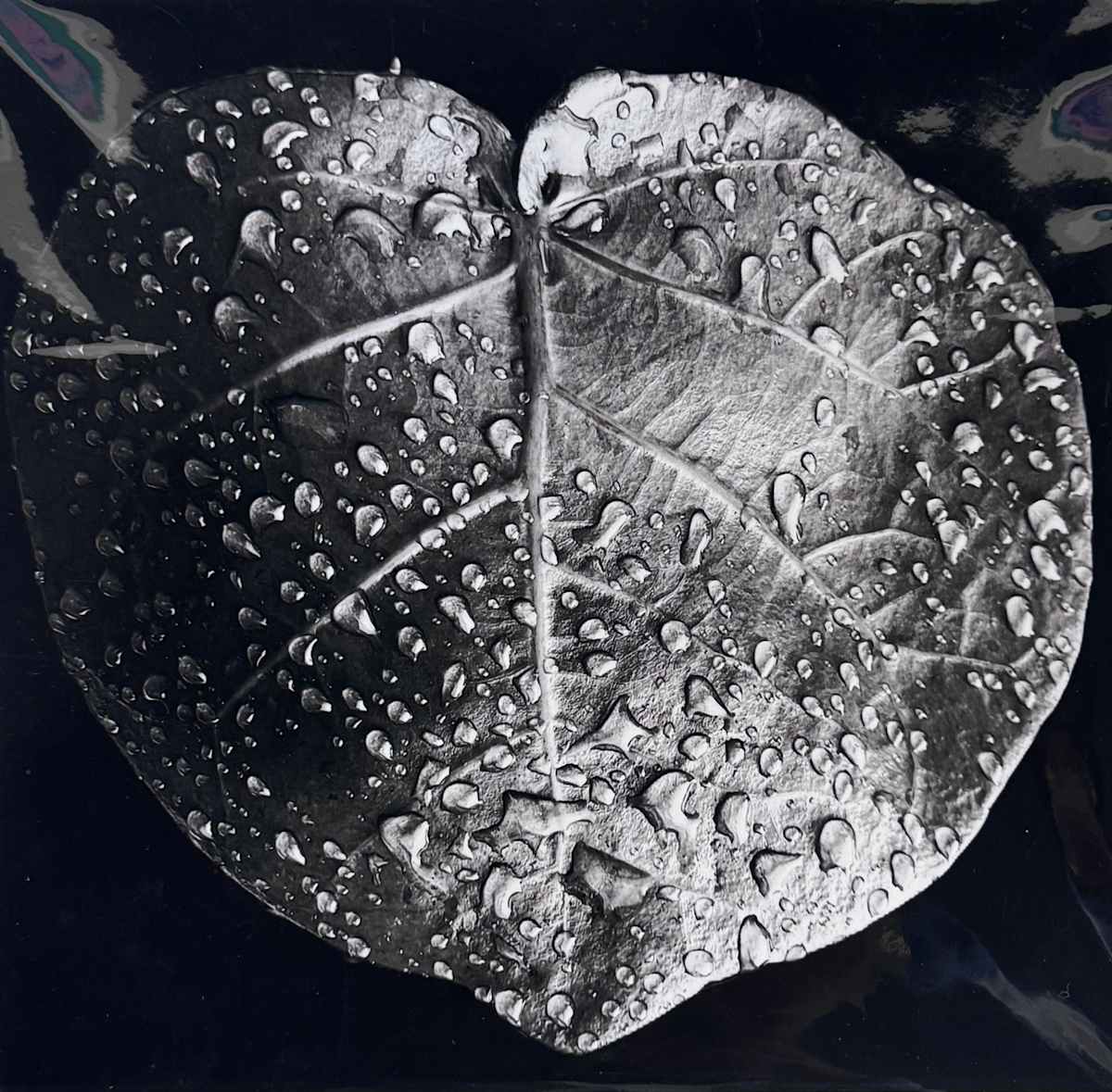 One Heart Leaf (B&W) by Carla Hinds, Image 1.