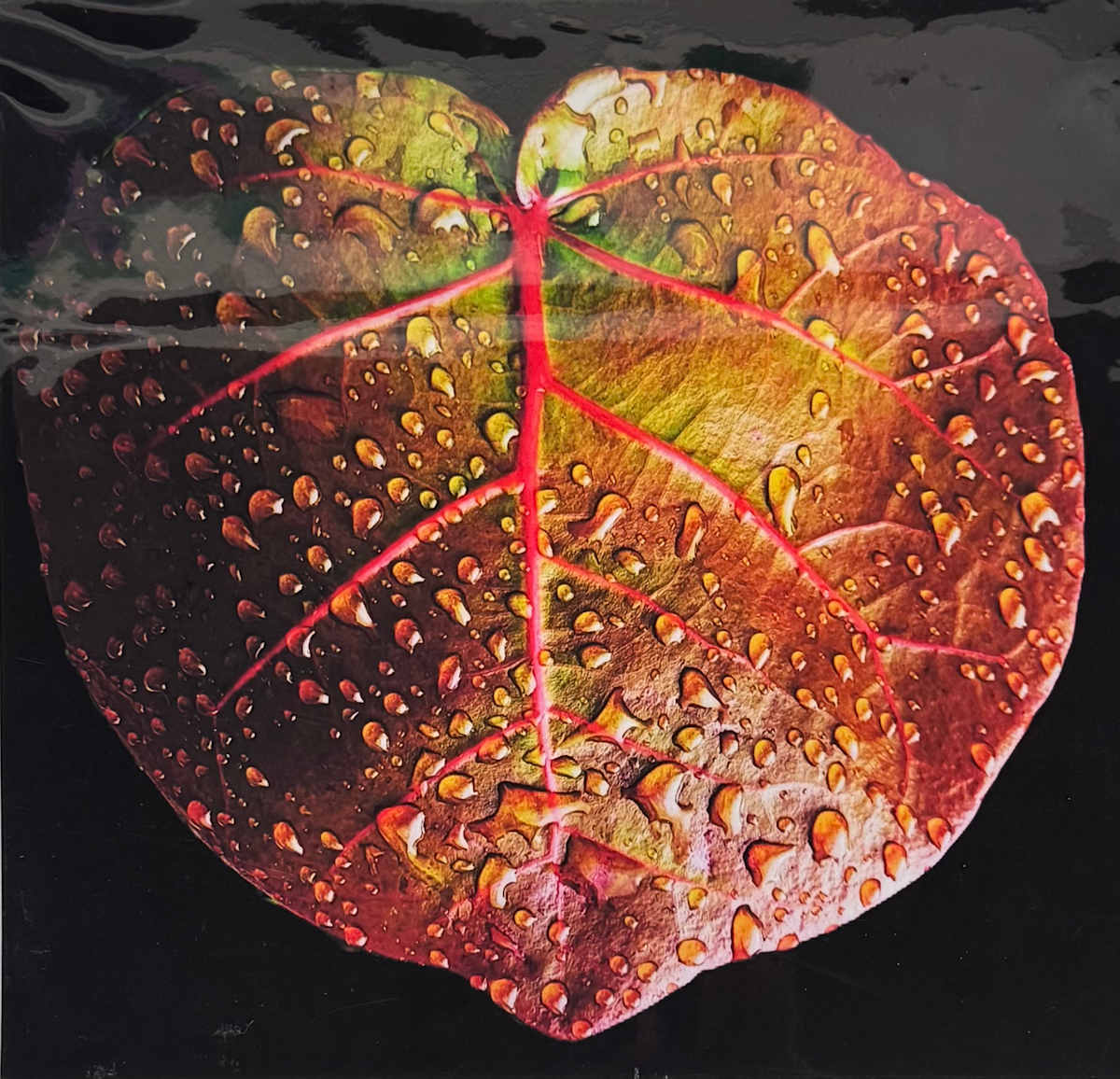 One Heart Leaf (Colour) by Carla Hinds, Image 1.