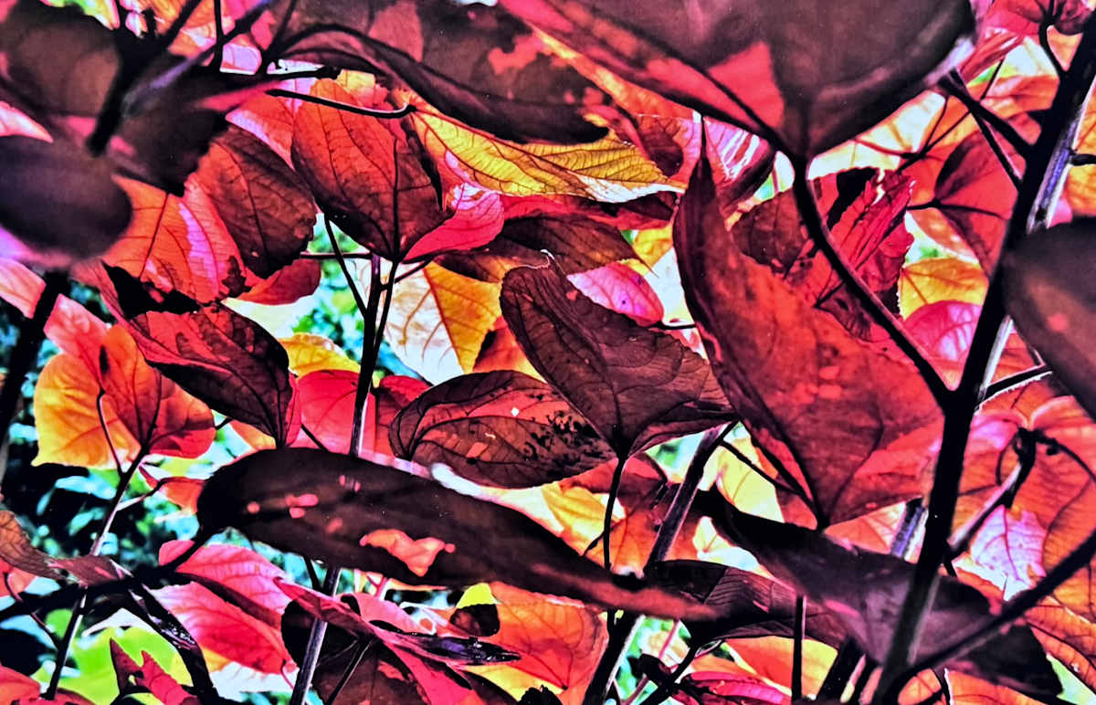 Red Leaves by Carla Hinds, Image 1.