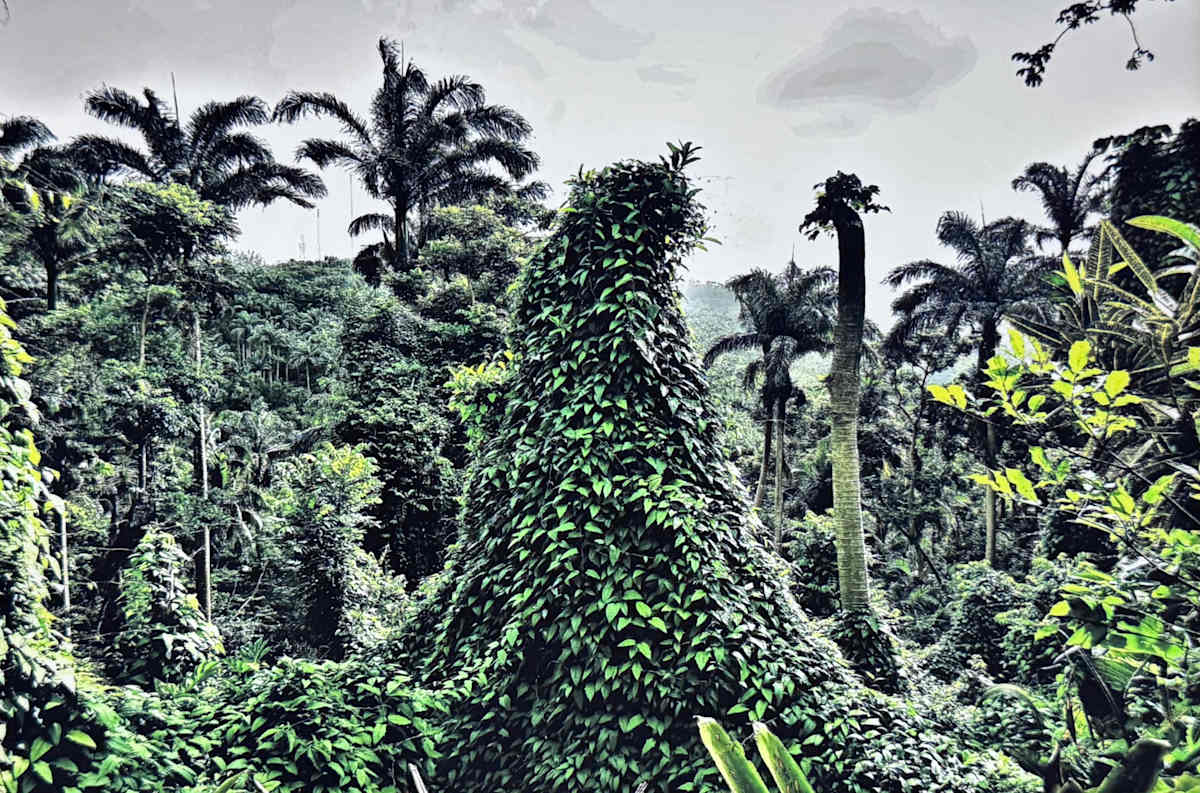 Flower forest Magic by Carla Hinds, Image 1.