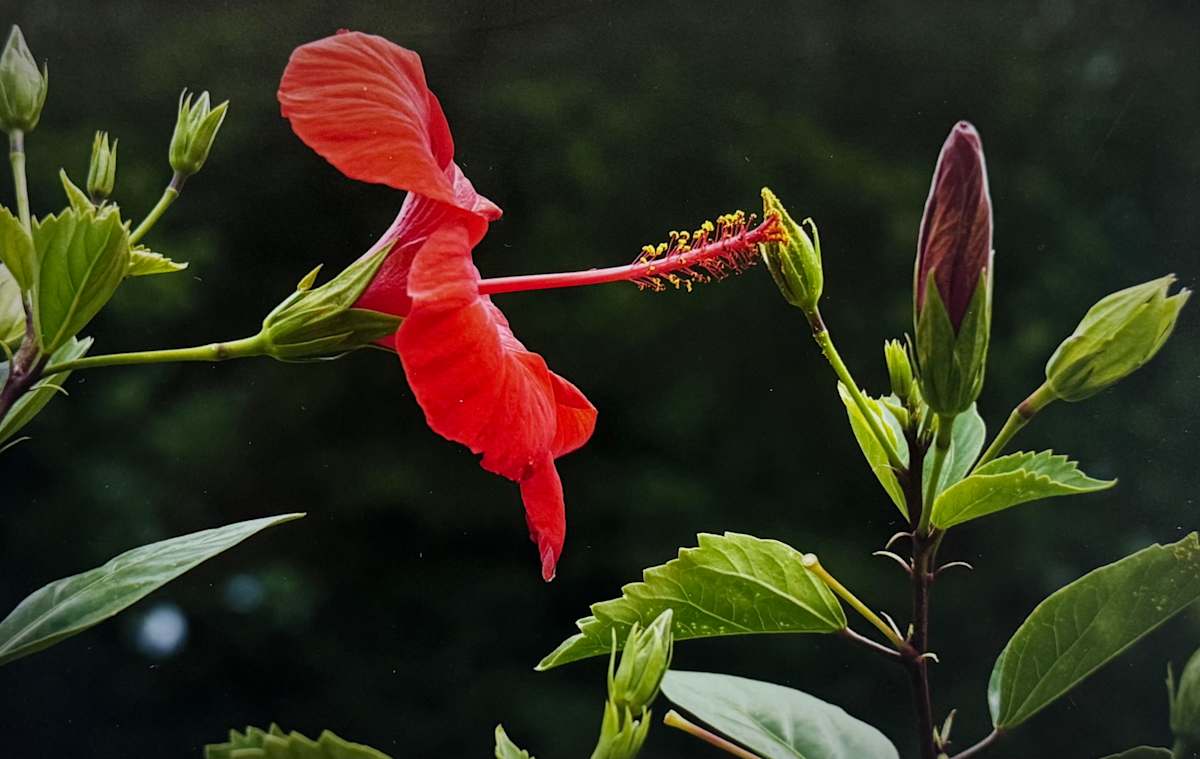 Reaching Out by Carla Hinds, Image 1.