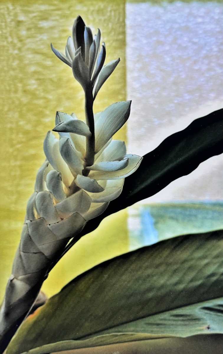 White Ginger Lily by Carla Hinds, Image 1.