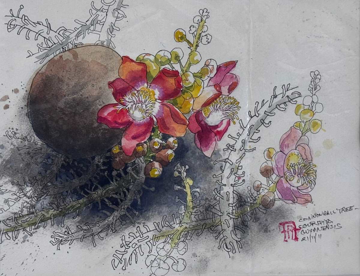 Cannonball Tree by Arthur Atkinson, Image 1.