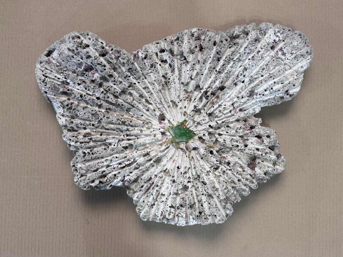 Coral Starburst by Bill Grace, Image 1.