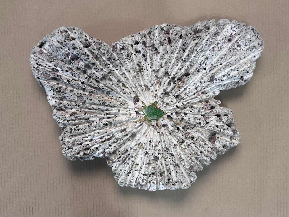 Coral Starburst by Bill Grace, Image 1.