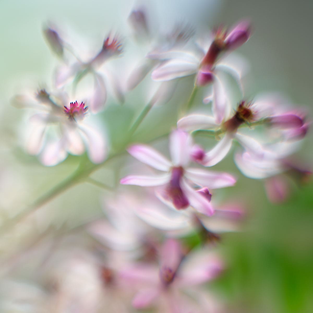 Chinaberry #1 by John Derryberry, Image 1.
