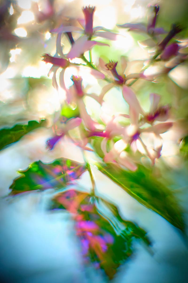 Chinaberry #2 by John Derryberry, Image 1.