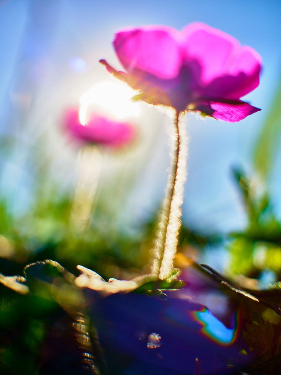 Poppy #3 by John Derryberry, Image 1.