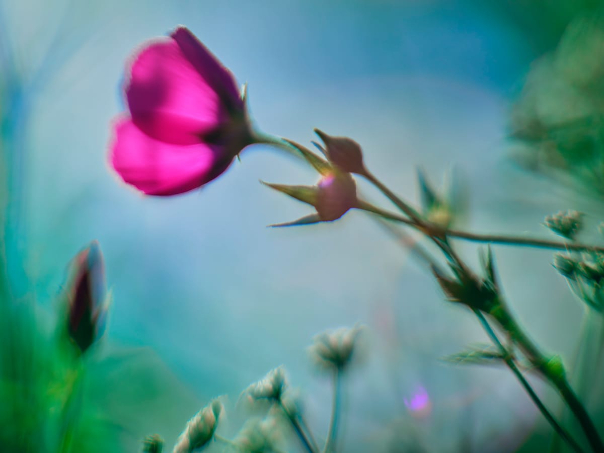 Poppy #6 by John Derryberry, Image 1.