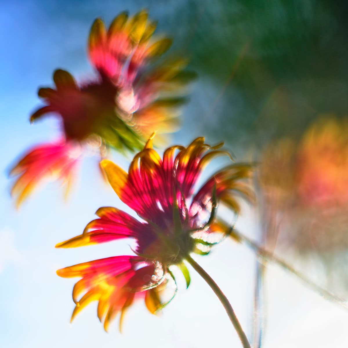 Indian Blanket #4 by John Derryberry, Image 1.