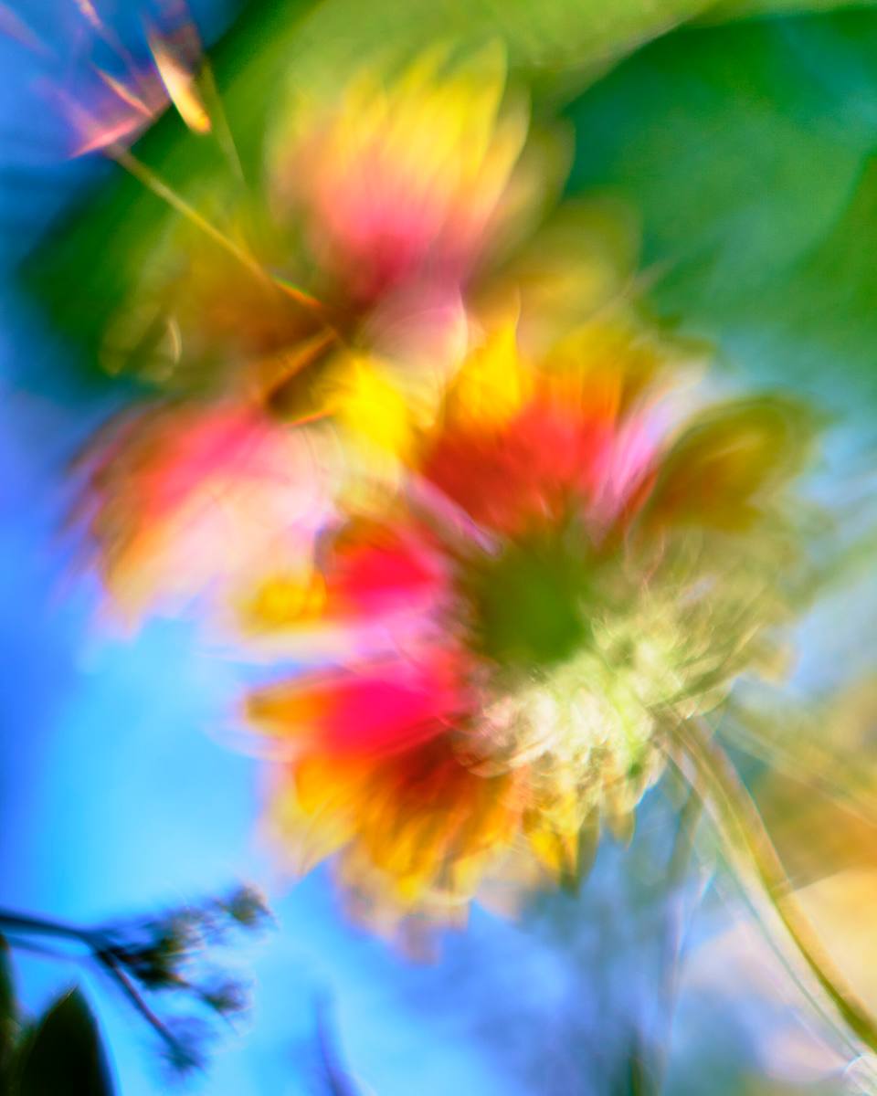 Indian Blanket #5 by John Derryberry, Image 1.