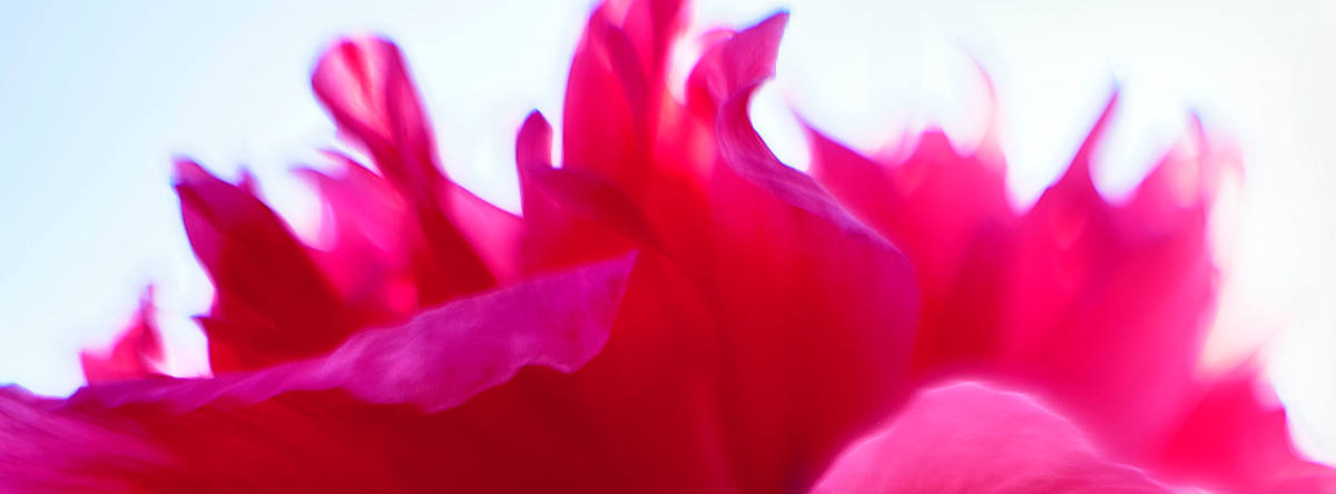 Poppy #8 by John Derryberry, Image 1.