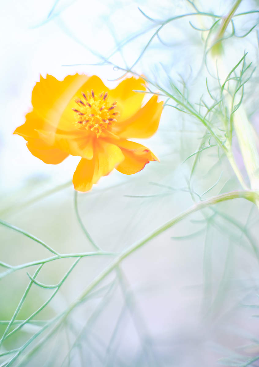 Cosmos #2 Yellow by John Derryberry, Image 1.
