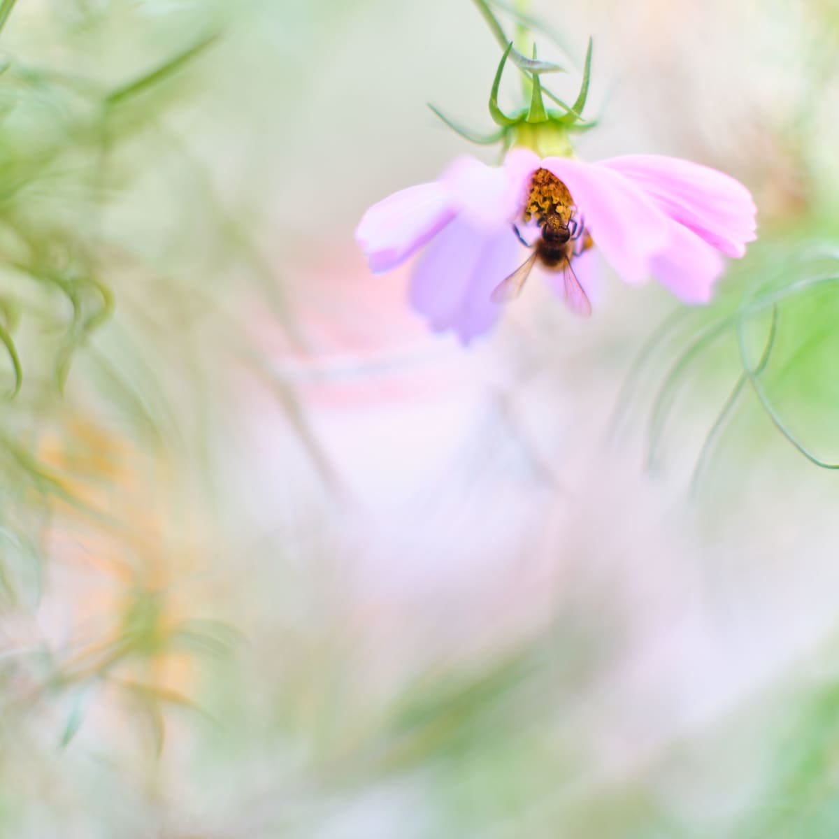 Cosmos with a Bee #1 by John Derryberry, Image 1.