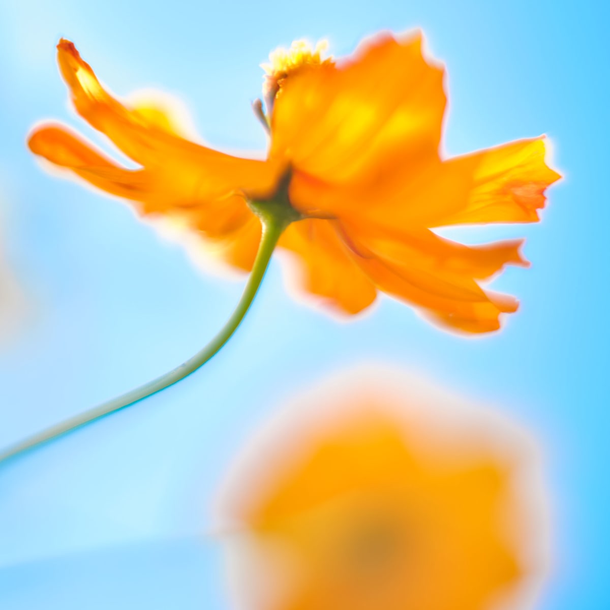 Cosmos #18 Orange by John Derryberry, Image 1.