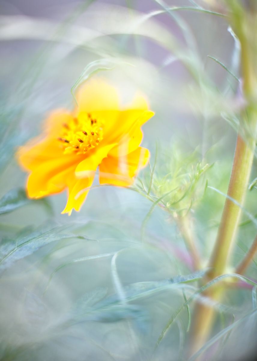 Cosmos #4 Yellow by John Derryberry, Image 1.
