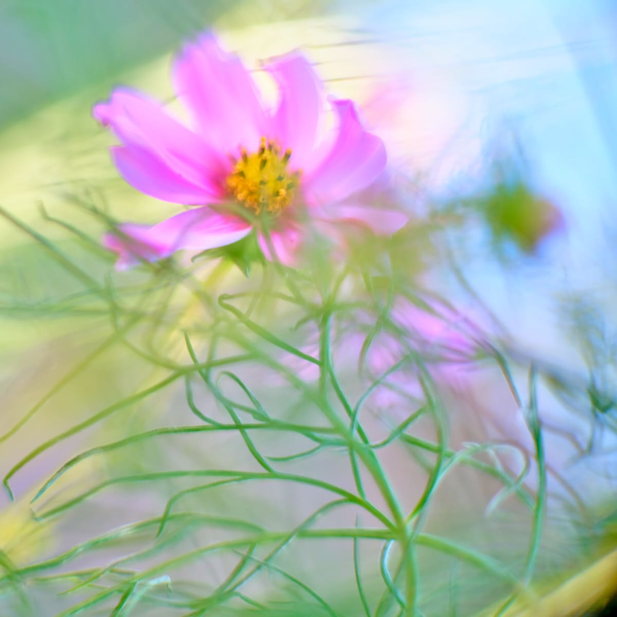 Cosmos #3 Pink by John Derryberry, Image 1.