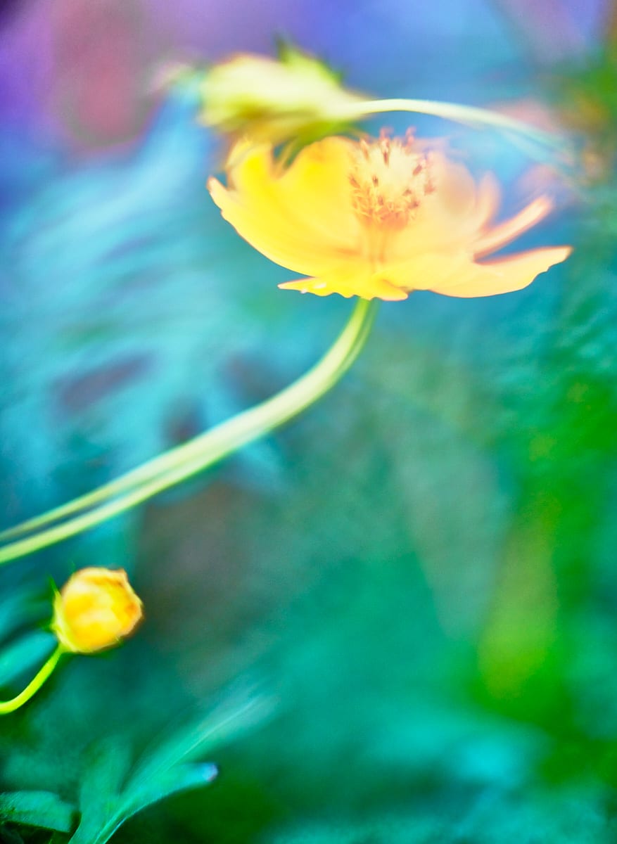 Cosmos #7 Yellow by John Derryberry, Image 1.