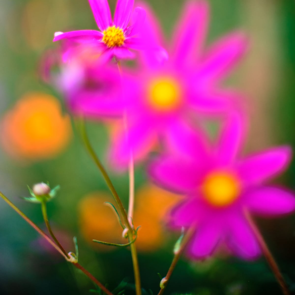 Cosmos #13 Hot Pink by John Derryberry, Image 1.