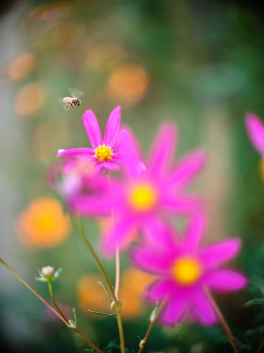 Cosmos with Bee #3 by John Derryberry, Image 20.
