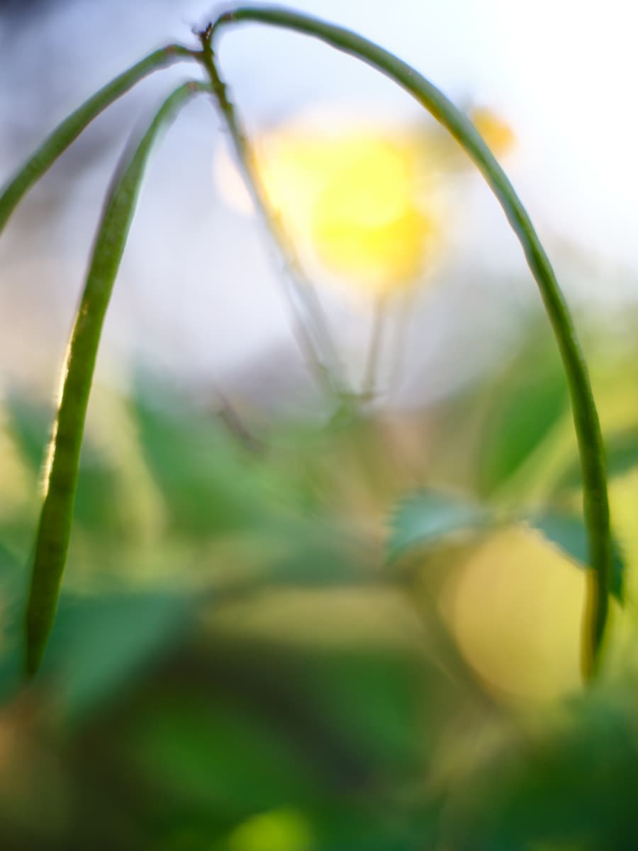 Yellow Bells #1 (Esperanza) by John Derryberry, Image 1.