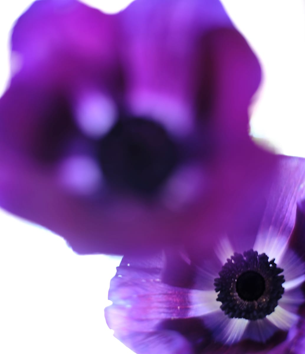 Anemone Flower #2 by John Derryberry Photography, Image 1.