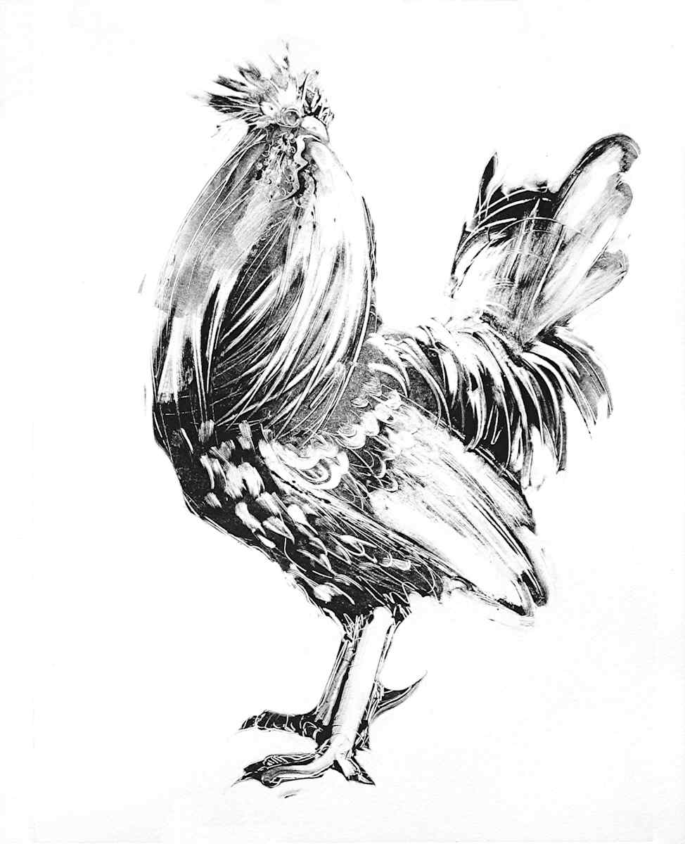 Rooster by renée  alyson, Image 1.